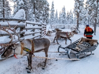 Traditional Lapland Reindeer Safari